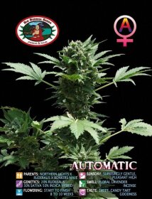 Big Buddha Seeds Big Buddha´s AUTOMATIC - 5 autoflowering Samen