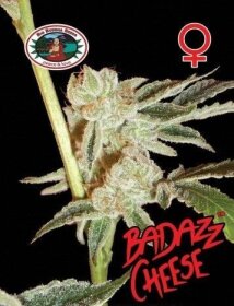 Big Buddha Seeds BadAzz Cheese - 5 feminized seeds