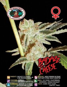 Big Buddha Seeds BadAzz Cheese - 5 feminized seeds