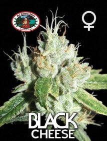 Big Buddha Seeds Black Cheese - 5 feminized seeds