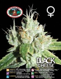 Big Buddha Seeds Black Cheese - 5 feminized seeds