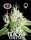 Big Buddha Seeds Black Cheese - 5 feminisierte Samen