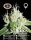 Big Buddha Seeds Black Cheese - 5 feminisierte Samen