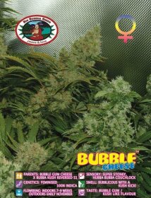 Big Buddha Seeds Bubble Cheese - 5 feminized seeds