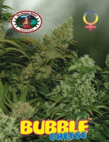 Big Buddha Seeds Bubble Cheese - 5 feminized seeds