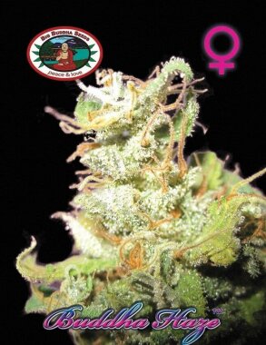 Big Buddha Seeds Buddha Haze - 5 feminisierte Samen