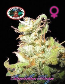 Big Buddha Seeds Buddha Haze - 5 feminized seeds