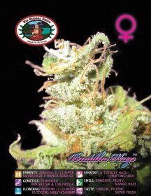 Big Buddha Seeds Buddha Haze - 5 feminized seeds