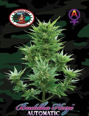 Big Buddha Seeds Buddha Haze AUTOMATIC - 5 autoflowering...