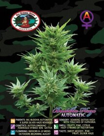 Big Buddha Seeds Buddha Haze AUTOMATIC - 5 automated seeds