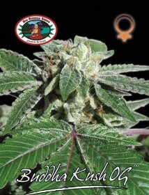 Big Buddha Seeds Big Buddha Kush OG - 5 feminized seeds