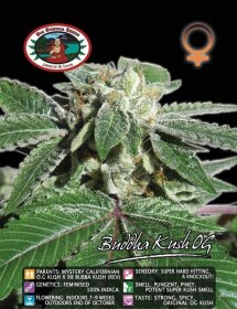 Big Buddha Seeds Big Buddha Kush OG - 5 feminized seeds