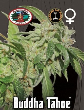 Big Buddha Seeds Buddha Tahoe OG - 5 feminisierte Samen