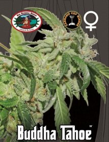 Big Buddha Seeds Buddha Tahoe OG - 5 feminized seeds