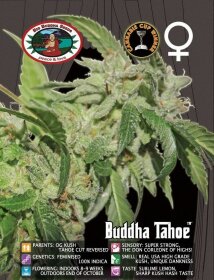 Big Buddha Seeds Buddha Tahoe OG - 5 feminisierte Samen