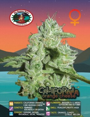 Big Buddha Seeds California Orange Cheese - 5...