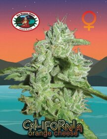 Big Buddha Seeds California Orange Cheese - 5 feminized seeds