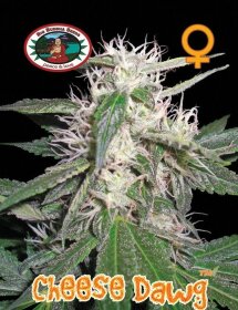 Big Buddha Seeds Cheese Dawg - 5 feminized seeds