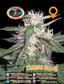 Big Buddha Seeds Cheese Dawg - 5 feminized seeds