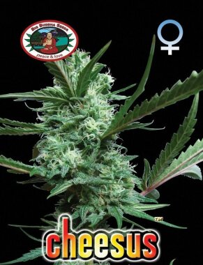 Big Buddha Seeds Cheesus - 5 feminisierte Samen