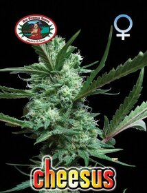 Big Buddha Seeds Cheesus - 5 feminized seeds