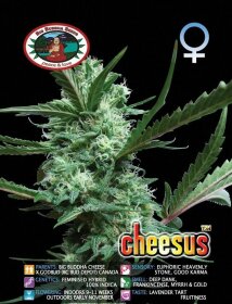 Big Buddha Seeds Cheesus - 5 feminisierte Samen