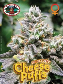 Big Buddha Seeds Cheese Puffs - 5 feminisierte Samen