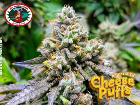 Big Buddha Seeds Cheese Puffs - 5 feminized seeds