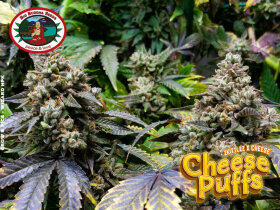 Big Buddha Seeds Cheese Puffs - 5 feminisierte Samen