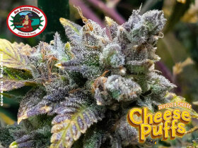 Big Buddha Seeds Cheese Puffs - 5 feminisierte Samen