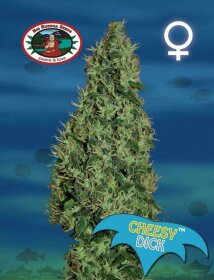 Big Buddha Seeds Cheesy Dick - 5 feminized seeds