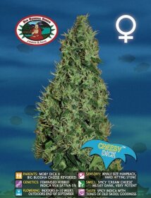 Big Buddha Seeds Cheesy Dick - 5 feminized seeds