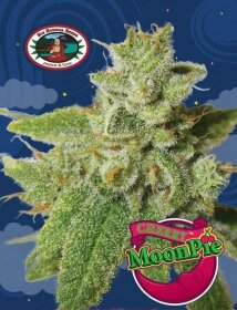 Big Buddha Seeds Cherry Moon Pie - 5 feminized seeds