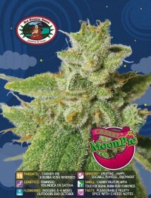 Big Buddha Seeds Cherry Moon Pie - 5 feminized seeds