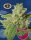 Big Buddha Seeds Cherry Moon Pie - 5 feminisierte Samen