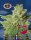 Big Buddha Seeds Cherry Moon Pie - 5 feminisierte Samen