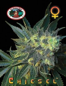 Big Buddha Seeds Chiesel - 5 feminisierte Samen