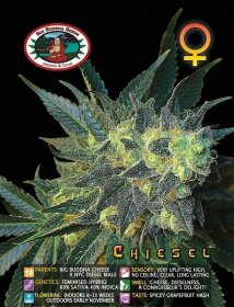 Big Buddha Seeds Chiesel - 5 feminized seeds