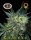 Big Buddha Seeds Chiesel - 5 feminisierte Samen