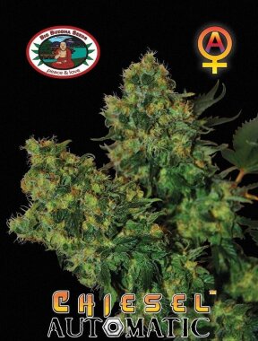 Big Buddha Seeds Chiesel AUTOMATIC - 5 autoflowering Samen