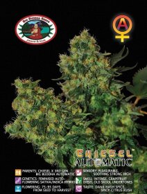 Big Buddha Seeds Chiesel AUTOMATIC - 5 automated seeds