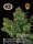 Big Buddha Seeds Chiesel AUTOMATIC - 5 autoflowering Samen