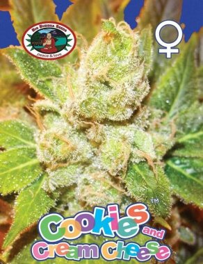 Big Buddha Seeds Cookies & Cream Cheese - 5 feminisierte Samen