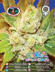 Big Buddha Seeds Cookies & Cream Cheese - 5 feminized seeds