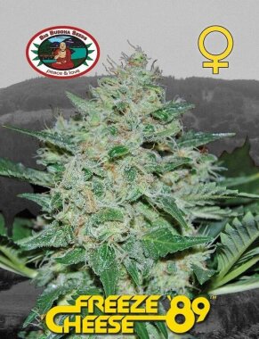 Big Buddha Seeds Freeze Cheese ´89 - 5 feminisierte Samen