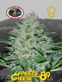 Big Buddha Seeds Freeze Cheese 89 - 5 feminized seeds