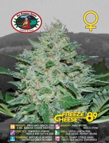 Big Buddha Seeds Freeze Cheese 89 - 5 feminized seeds