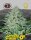 Big Buddha Seeds Freeze Cheese ´89 - 5 feminisierte Samen