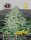 Big Buddha Seeds Freeze Cheese ´89 - 5 feminisierte Samen