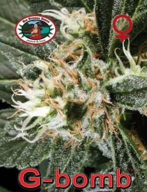 Big Buddha Seeds G Bomb - 5 feminisierte Samen